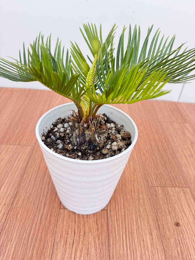 斑入り　ソテツ　蘇轍　12