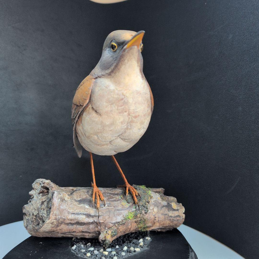 リアルな木製の野鳥　「シロハラ」野鳥彫刻バードカービング　木彫りの野鳥