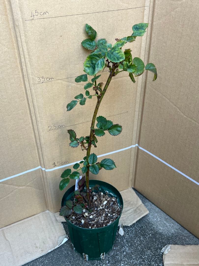 「Hi33」 切り花品種バラ苗　レアバラ 2点