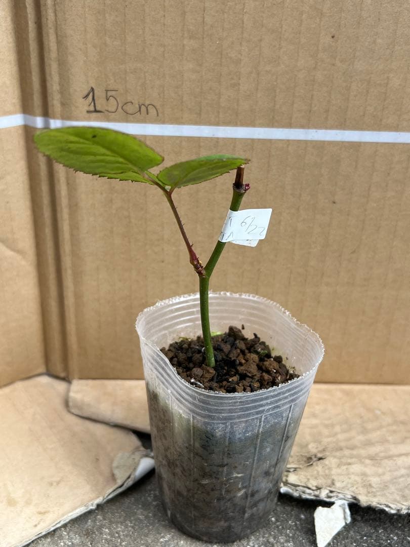 「Hi33」 切り花品種バラ苗　レアバラ 2点