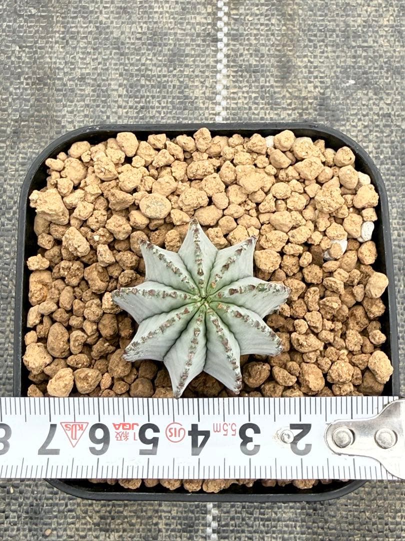 特白白衣ホリダ　ユーフォルビア　バリダ　オベサ