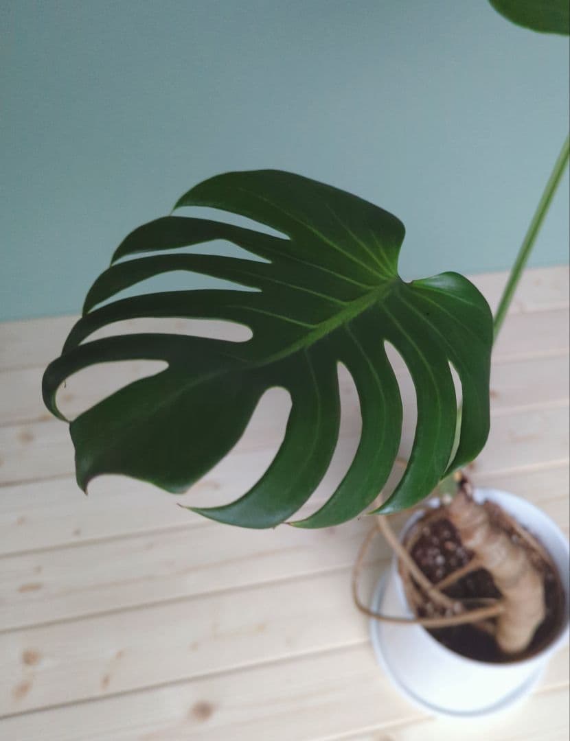 モンステラ《現品》デリシオーサ ６号 根上り 癒し