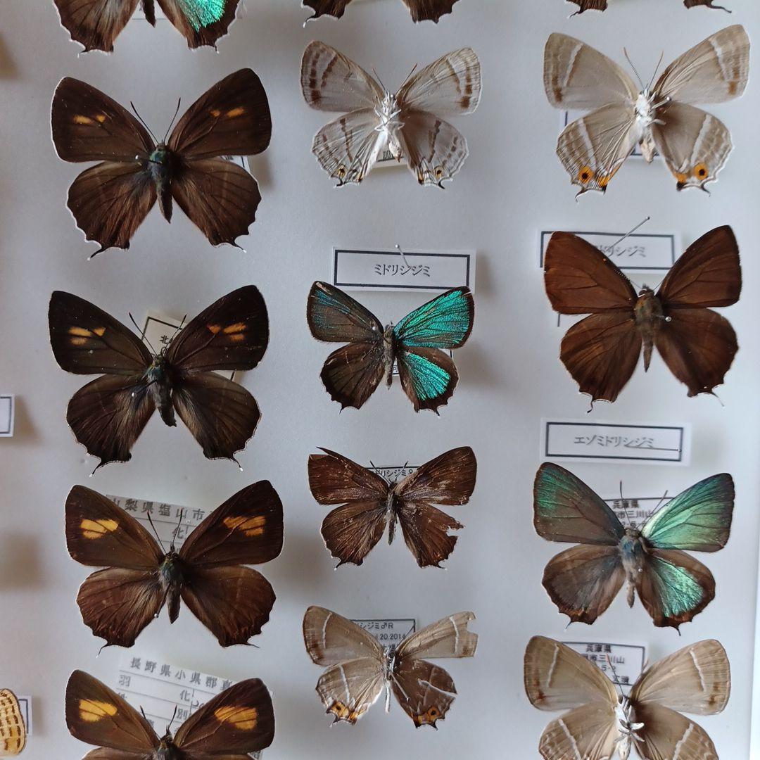 蝶標本　日本ゼフィルス選　20種99頭