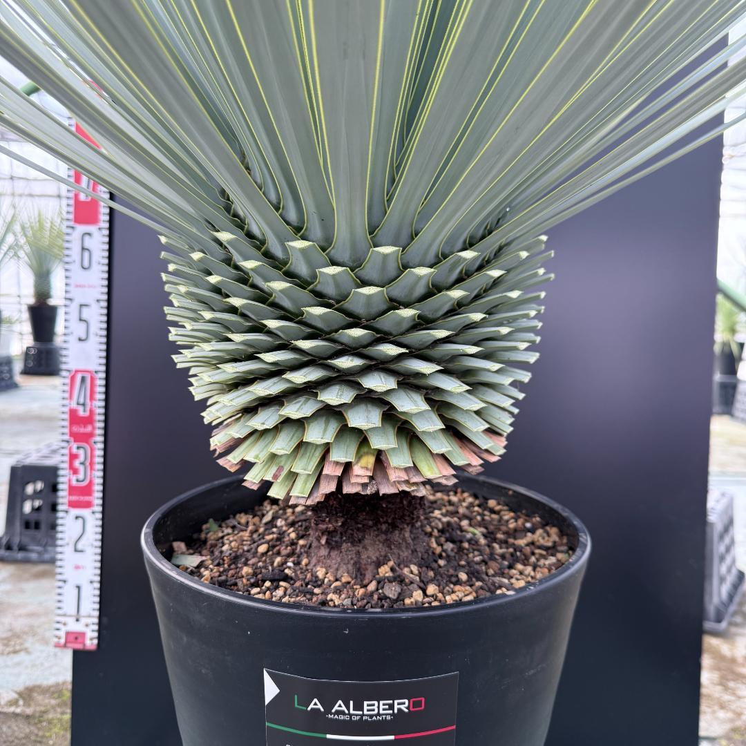 【AL1158】ユッカ　ロストラータ 強シルバーブルー　超美形　感動個体