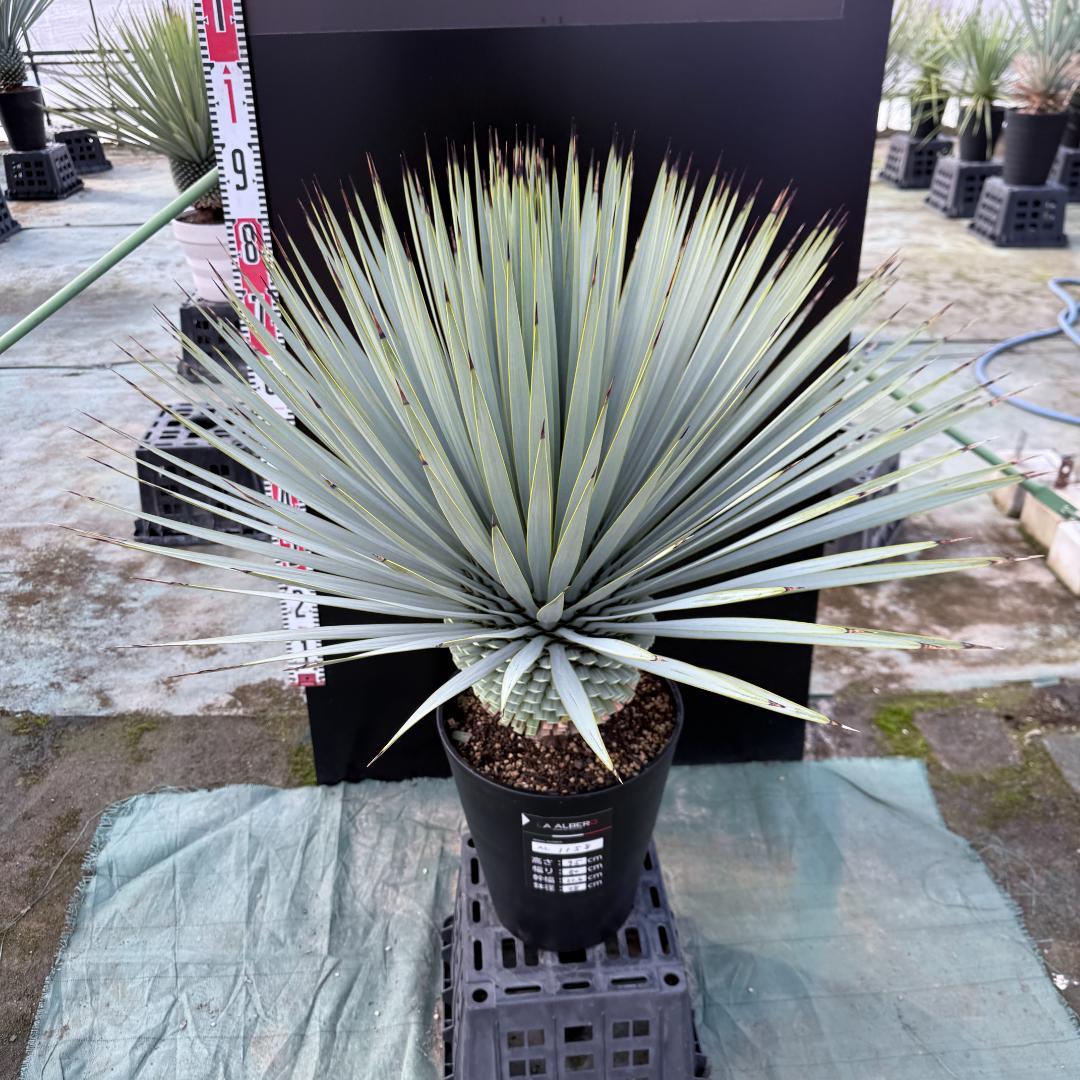 【AL1158】ユッカ　ロストラータ 強シルバーブルー　超美形　感動個体