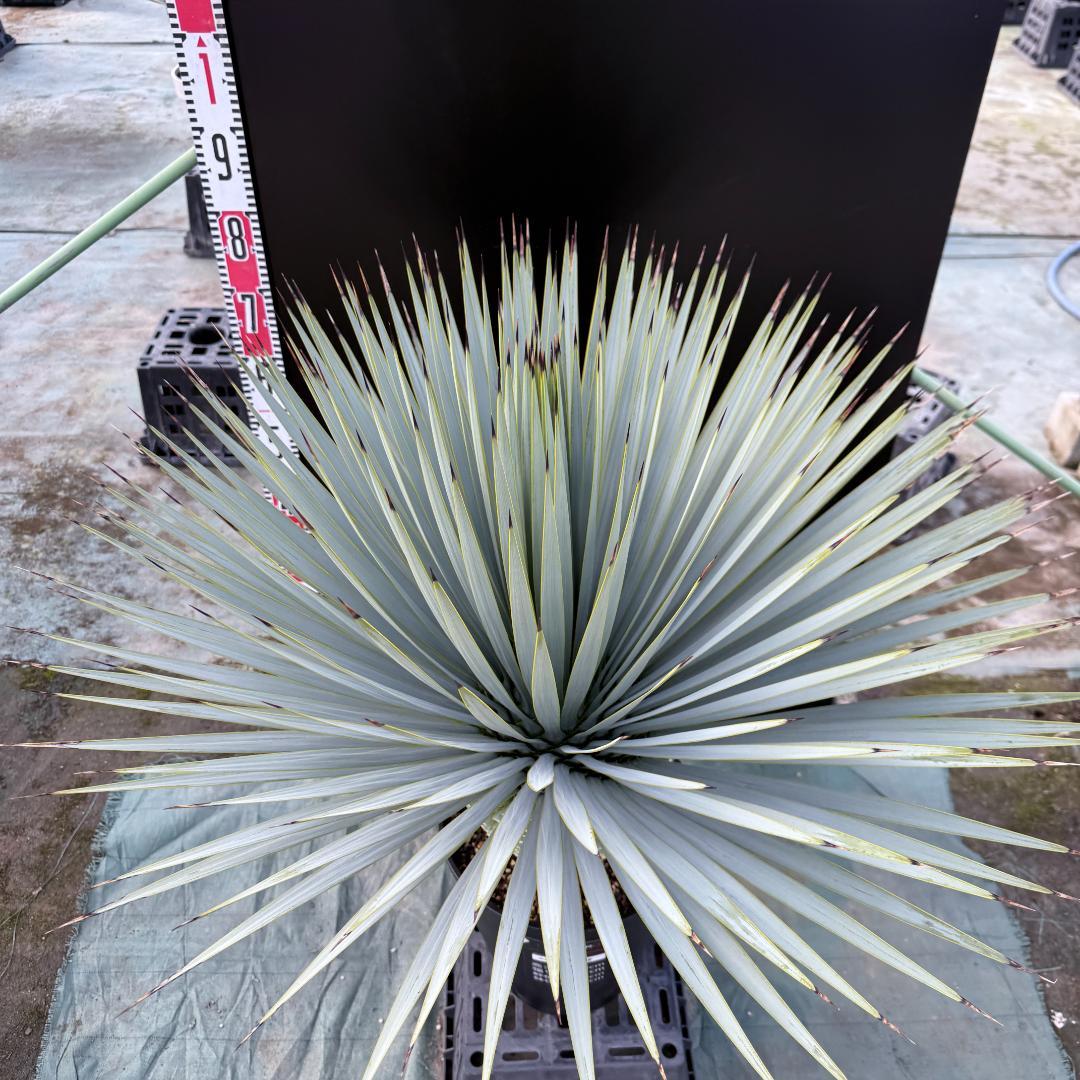 【AL1158】ユッカ　ロストラータ 強シルバーブルー　超美形　感動個体