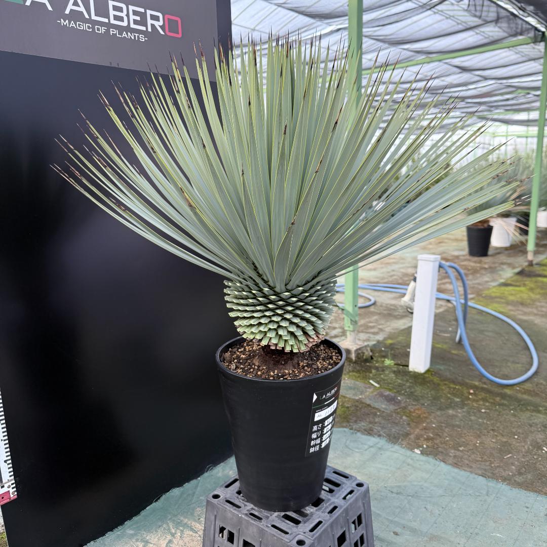 【AL1158】ユッカ　ロストラータ 強シルバーブルー　超美形　感動個体