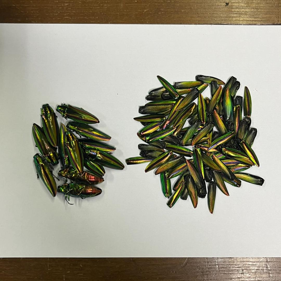 千葉県産　ヤマトタマムシ　４㎝以上11頭　上翅82枚　標本用　装飾用