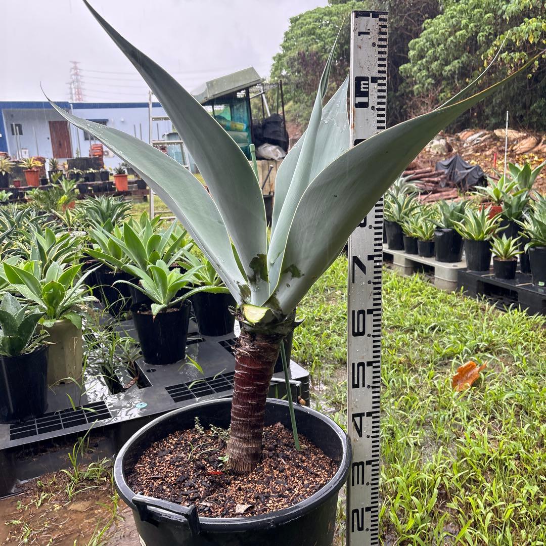 R*d様 アガベ　ボーチンブルー