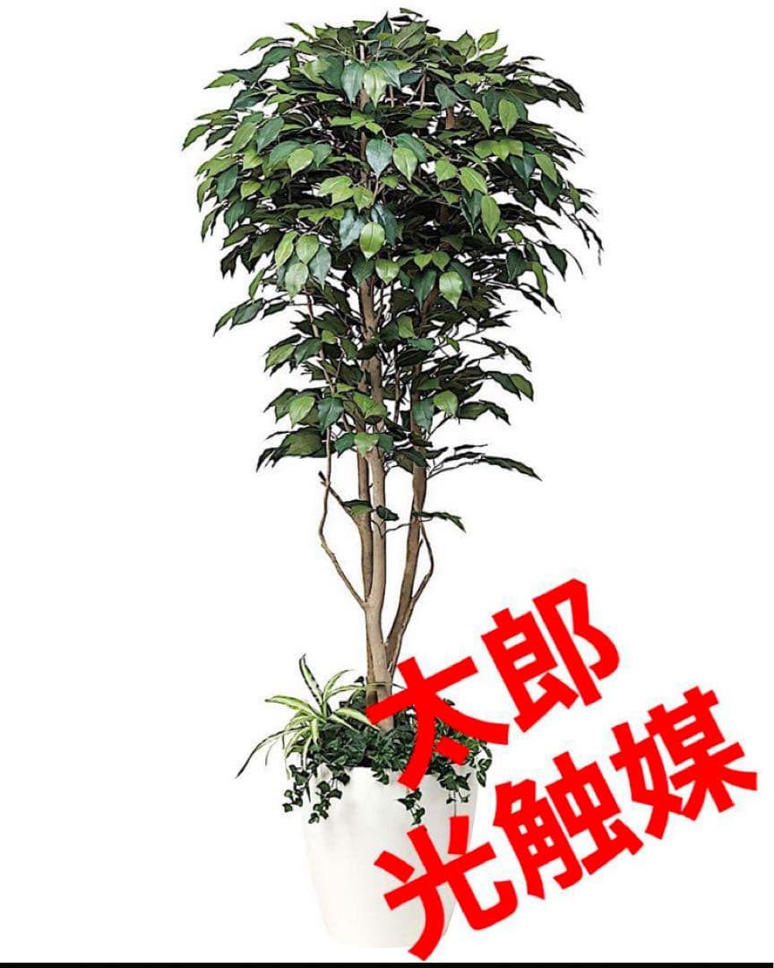 光触媒　人工観葉植物　ウォールグリーン　フェイクグリーン　ベンジャミン下葉付き