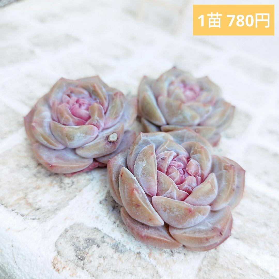 スイートハート◎多肉植物 カット苗 輸入苗 エケベリア等