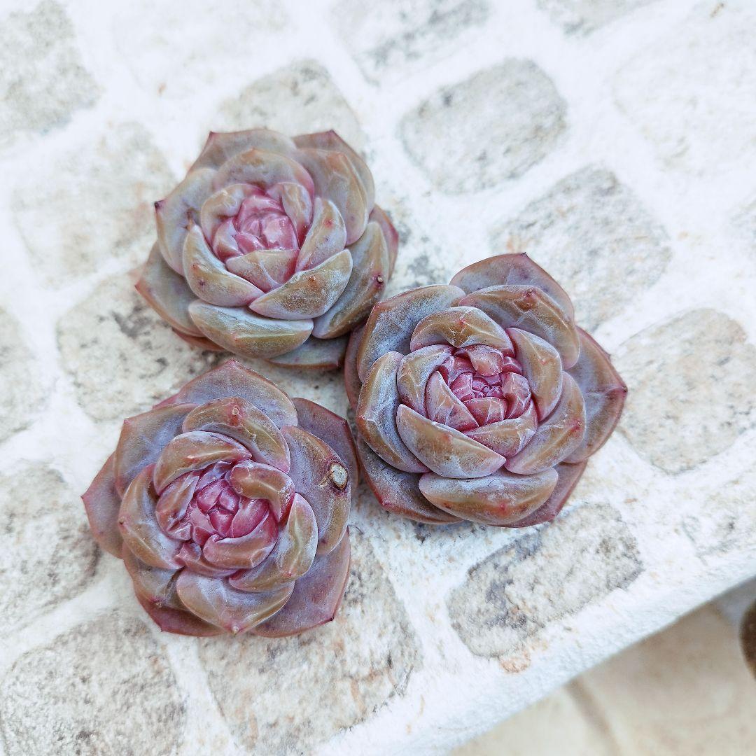 スイートハート◎多肉植物 カット苗 輸入苗 エケベリア等