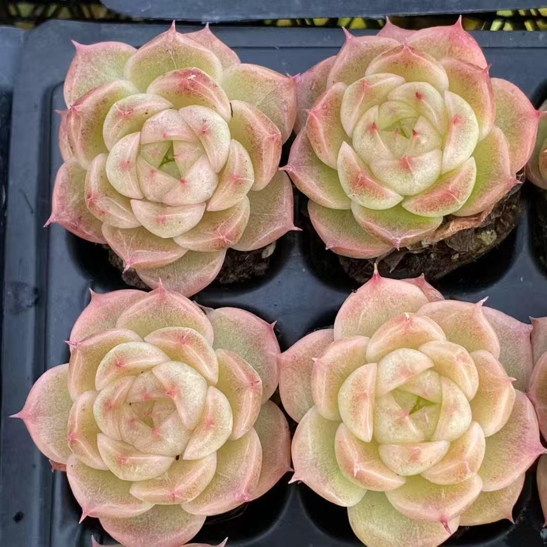 Top【選抜株】多肉植物　23506クィーンHyb 105個　プラグトレー苗