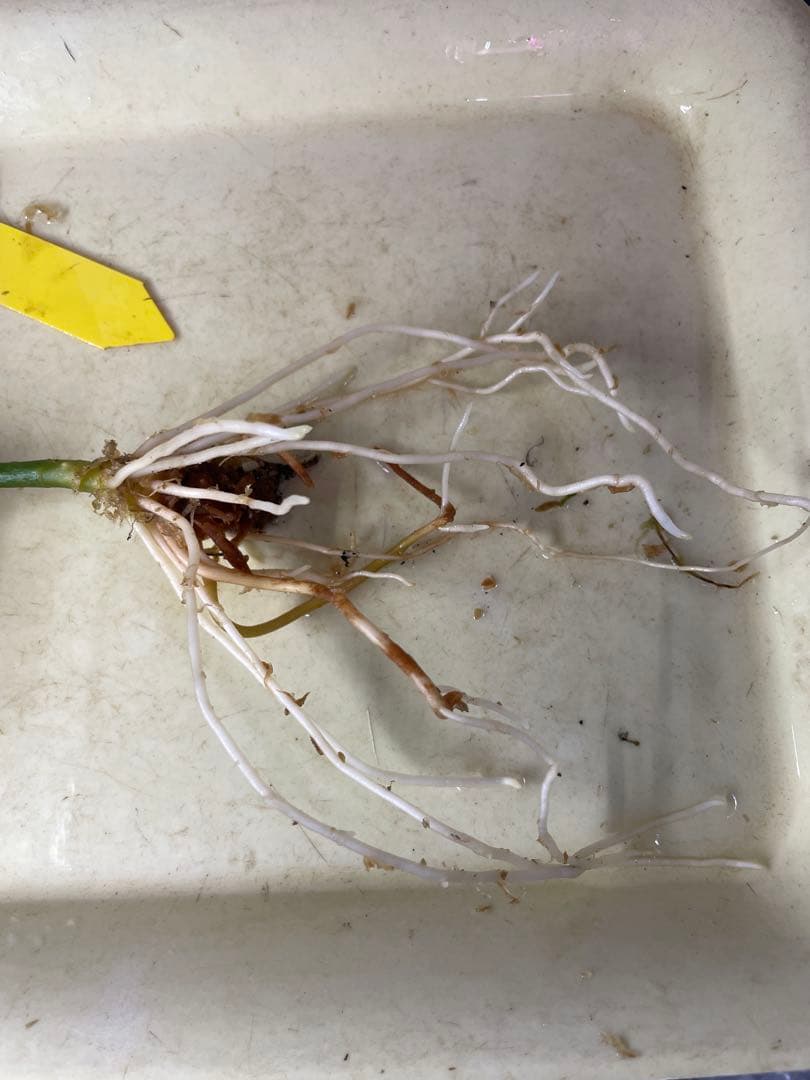 ☆ アグラオネマ アンダマン諸島 ポートブレア 北部地域　出射便 　黄5 ☆