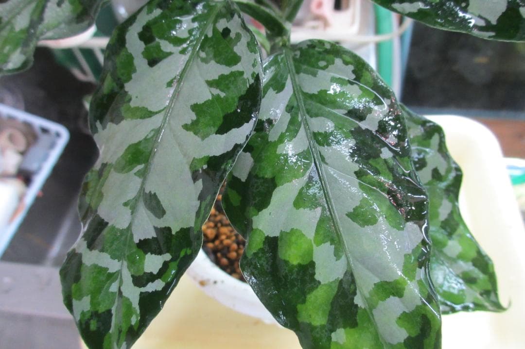 ☆ アグラオネマ アンダマン諸島 ポートブレア 北部地域　出射便 　黄5 ☆