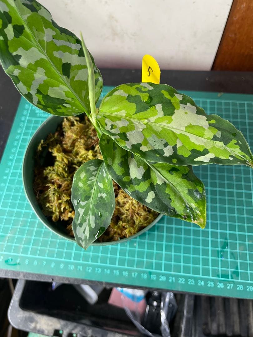 ☆ アグラオネマ アンダマン諸島 ポートブレア 北部地域　出射便 　黄5 ☆