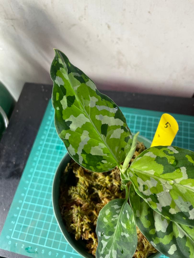 ☆ アグラオネマ アンダマン諸島 ポートブレア 北部地域　出射便 　黄5 ☆