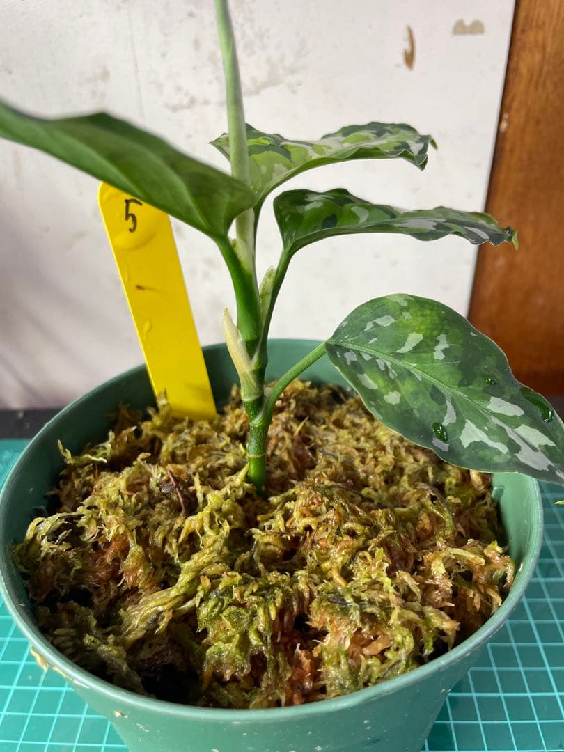 ☆ アグラオネマ アンダマン諸島 ポートブレア 北部地域　出射便 　黄5 ☆