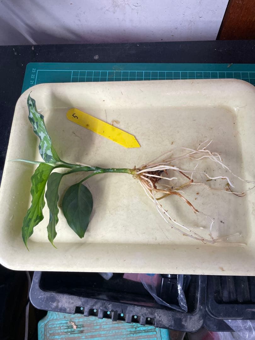 ☆ アグラオネマ アンダマン諸島 ポートブレア 北部地域　出射便 　黄5 ☆