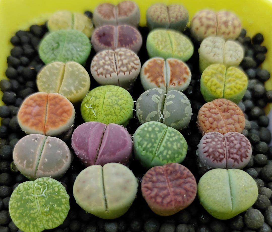 とおる様確認用　多肉植物リトープス　大玉ブルゲリ、24品種入り　S94-99