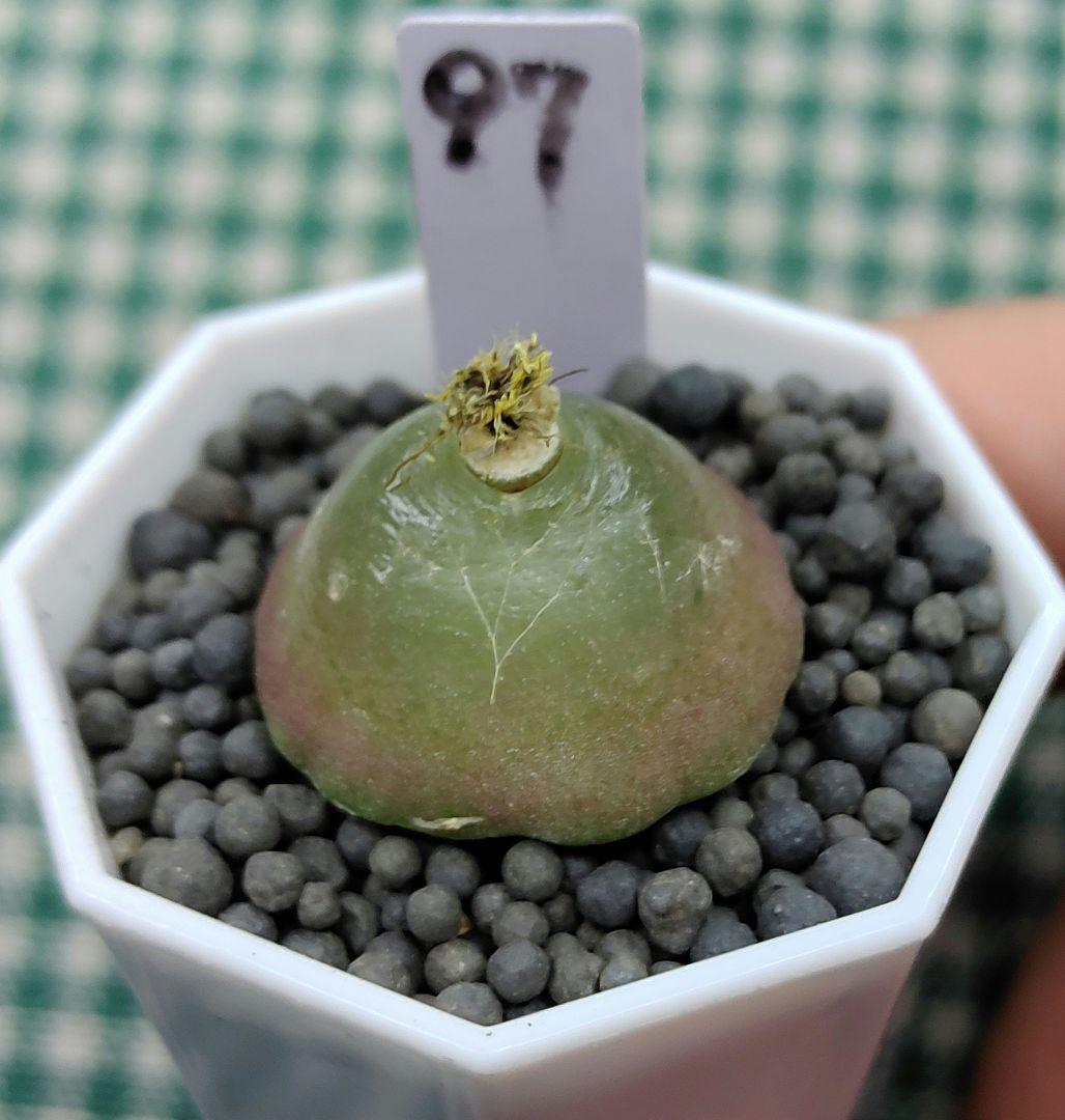 とおる様確認用　多肉植物リトープス　大玉ブルゲリ、24品種入り　S94-99