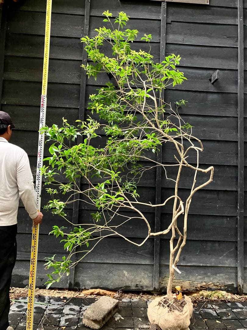 7 山採り　アセビ