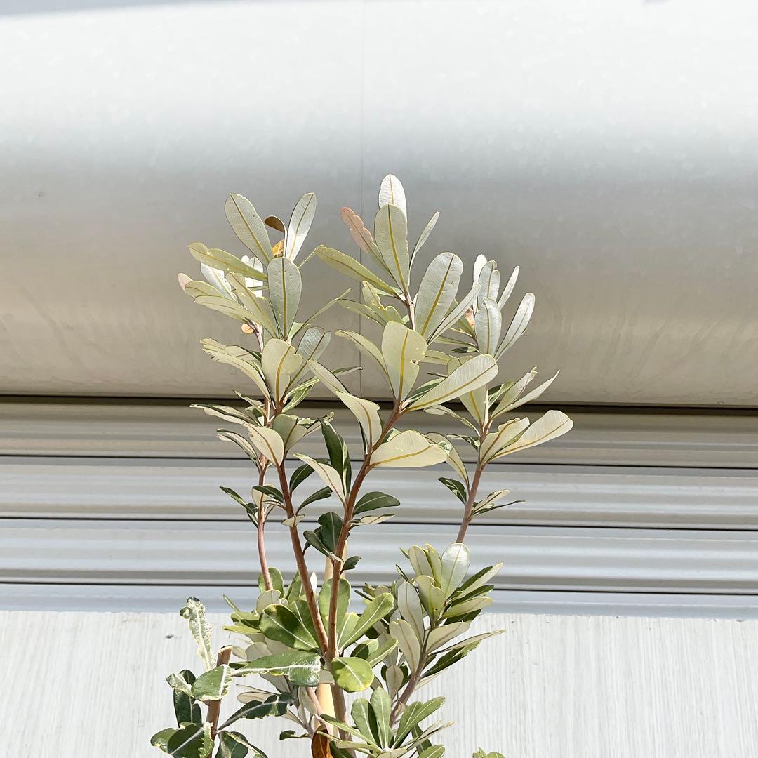 バンクシアコースト　/175