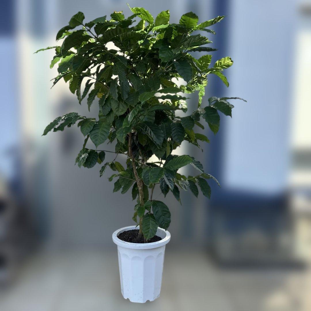 ダイナミックなコーヒーの木 10号　140センチ