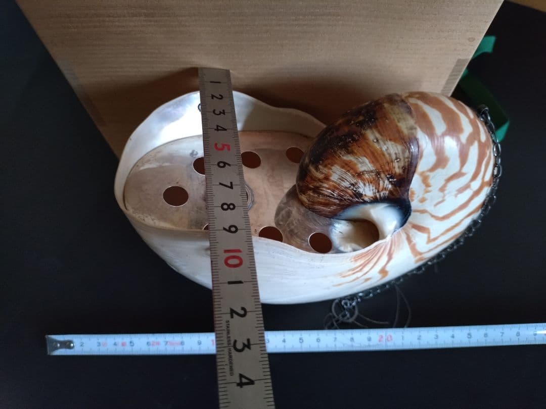 6 オウム貝　ナウティルス貝 花器 吊り下げ式　生け花　花展　茶道　茶席