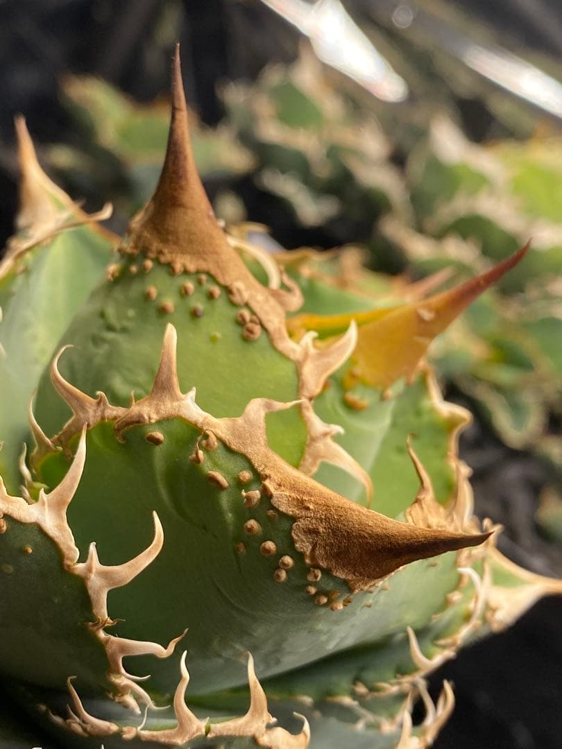 親株出品　台湾　ブツブツSSS トップ強し　ノーネーム