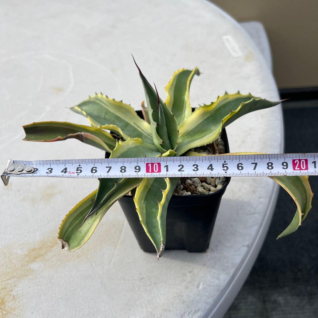 アガベ　オバティフォリア　オルカ