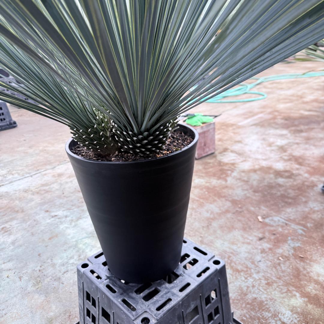 【AL1203】ユッカ　ロストラータ　ランチョブルー（品種名）４ヘッド