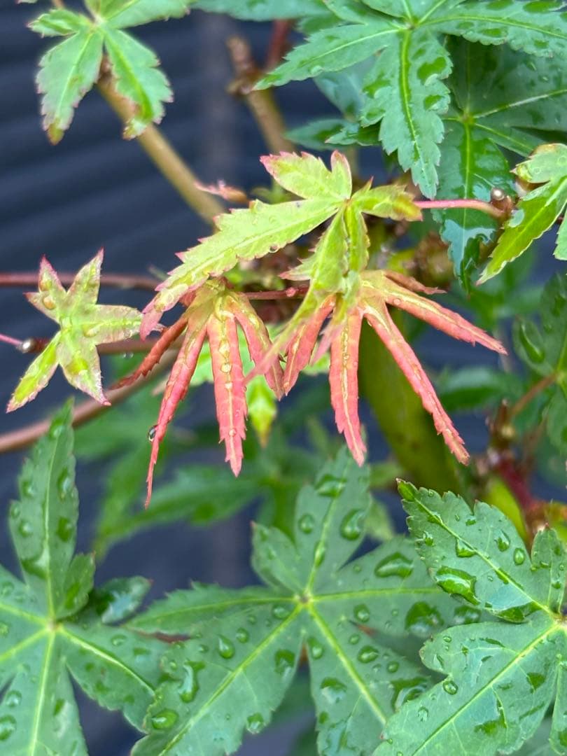 根張り良好な山モミジ盆栽　常滑鉢付き　紅葉盆栽　ヤマモミジ　鉢植え