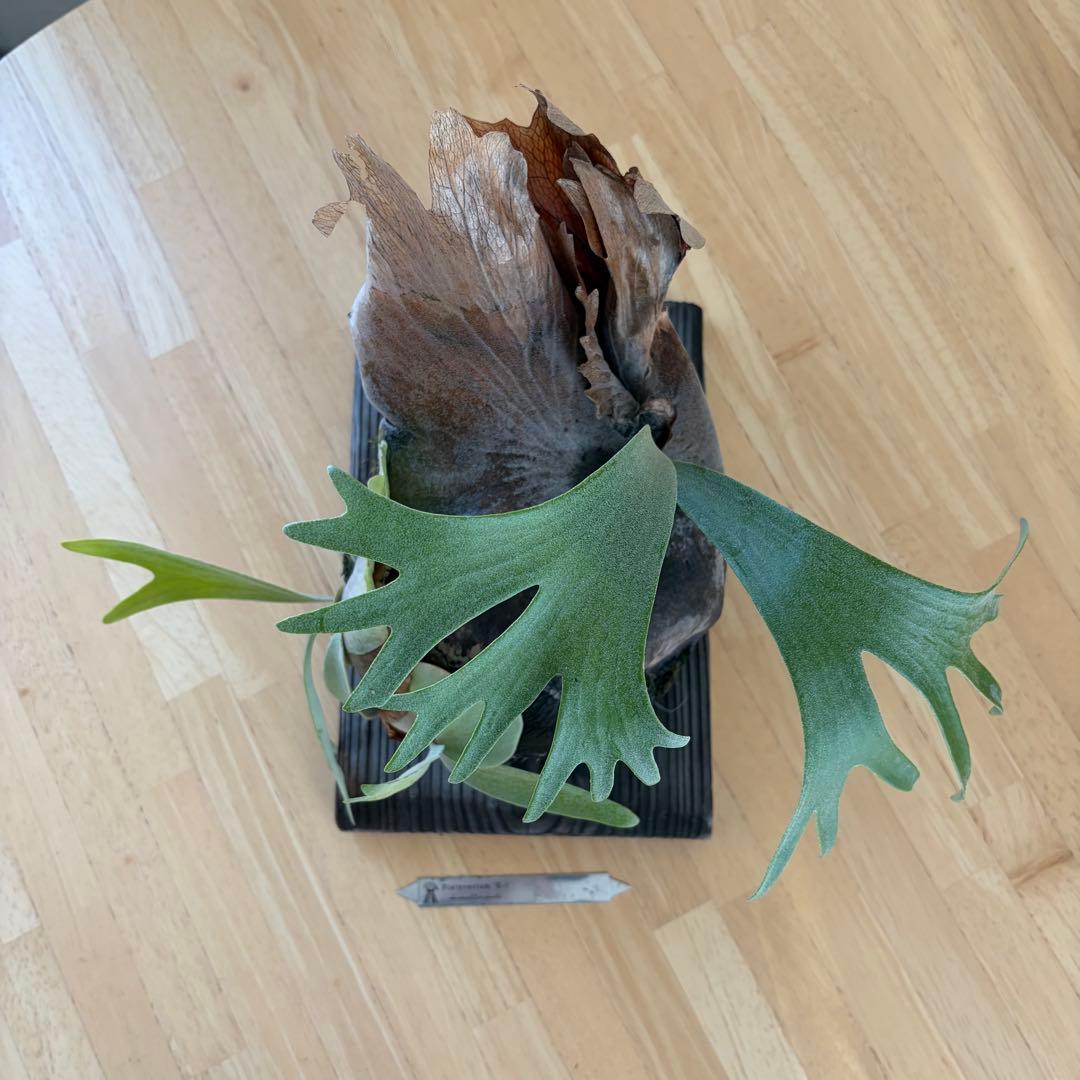 ビカクシダ 白ビフ　P.E1