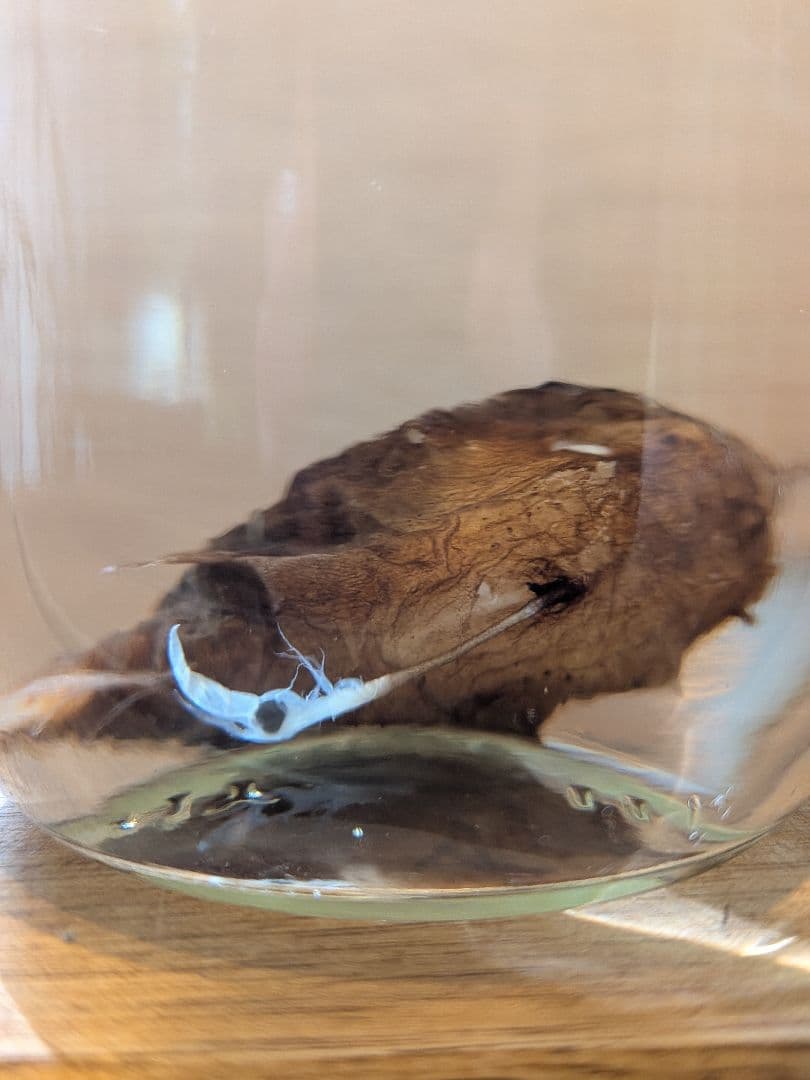 【激レア深海魚】チョウチンアンコウの一種 液浸標本