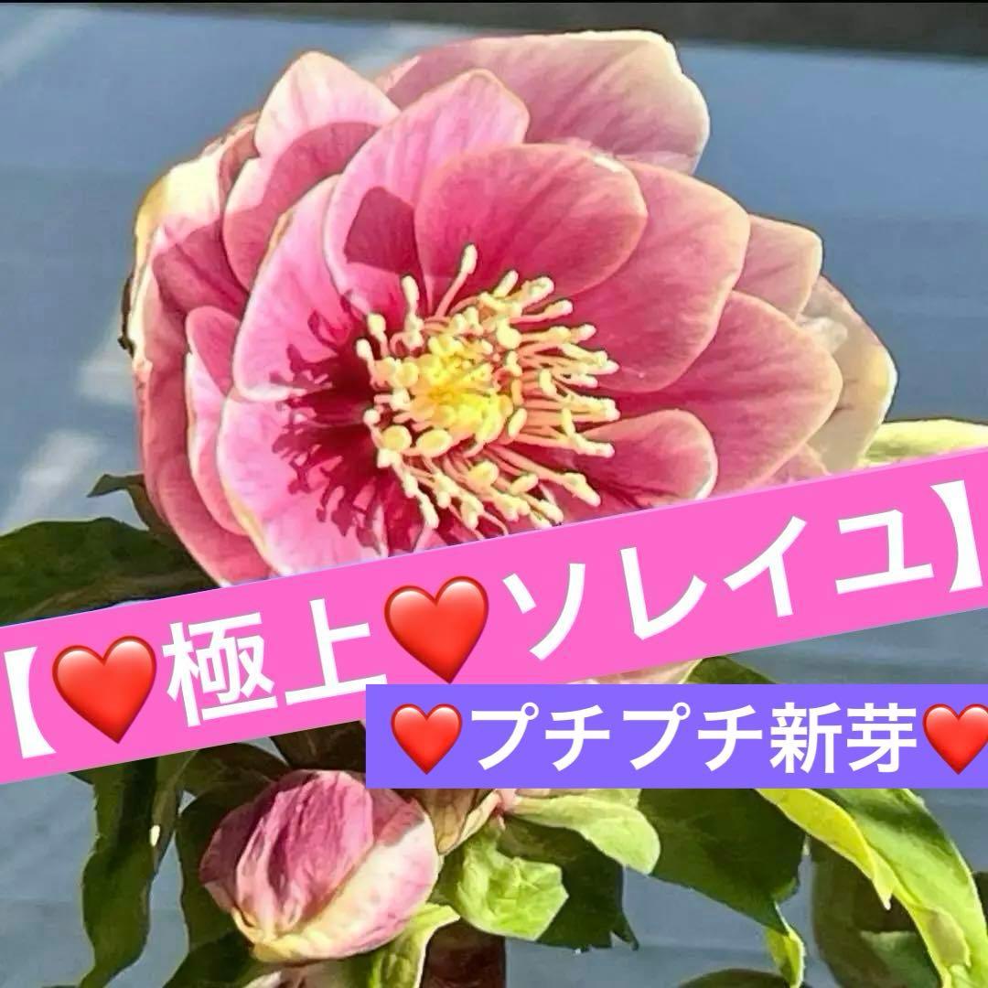 そ*♪様 ❤️プチプチ新芽❤️1283 【❤️極上❤️ソレイユ】クリスマスローズ