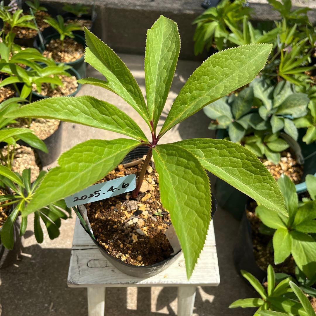 そ*♪様 ❤️プチプチ新芽❤️1283 【❤️極上❤️ソレイユ】クリスマスローズ