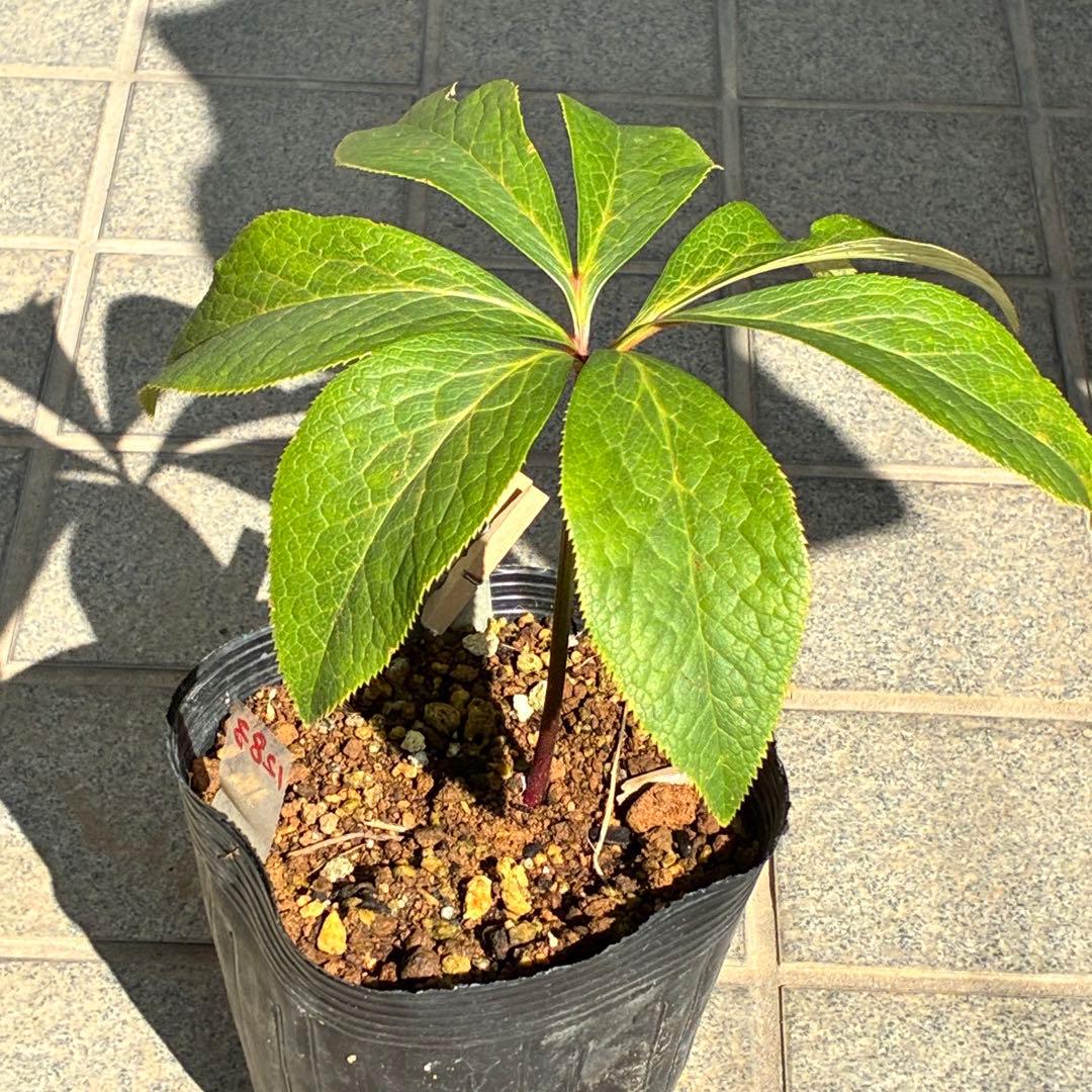 そ*♪様 ❤️プチプチ新芽❤️1283 【❤️極上❤️ソレイユ】クリスマスローズ