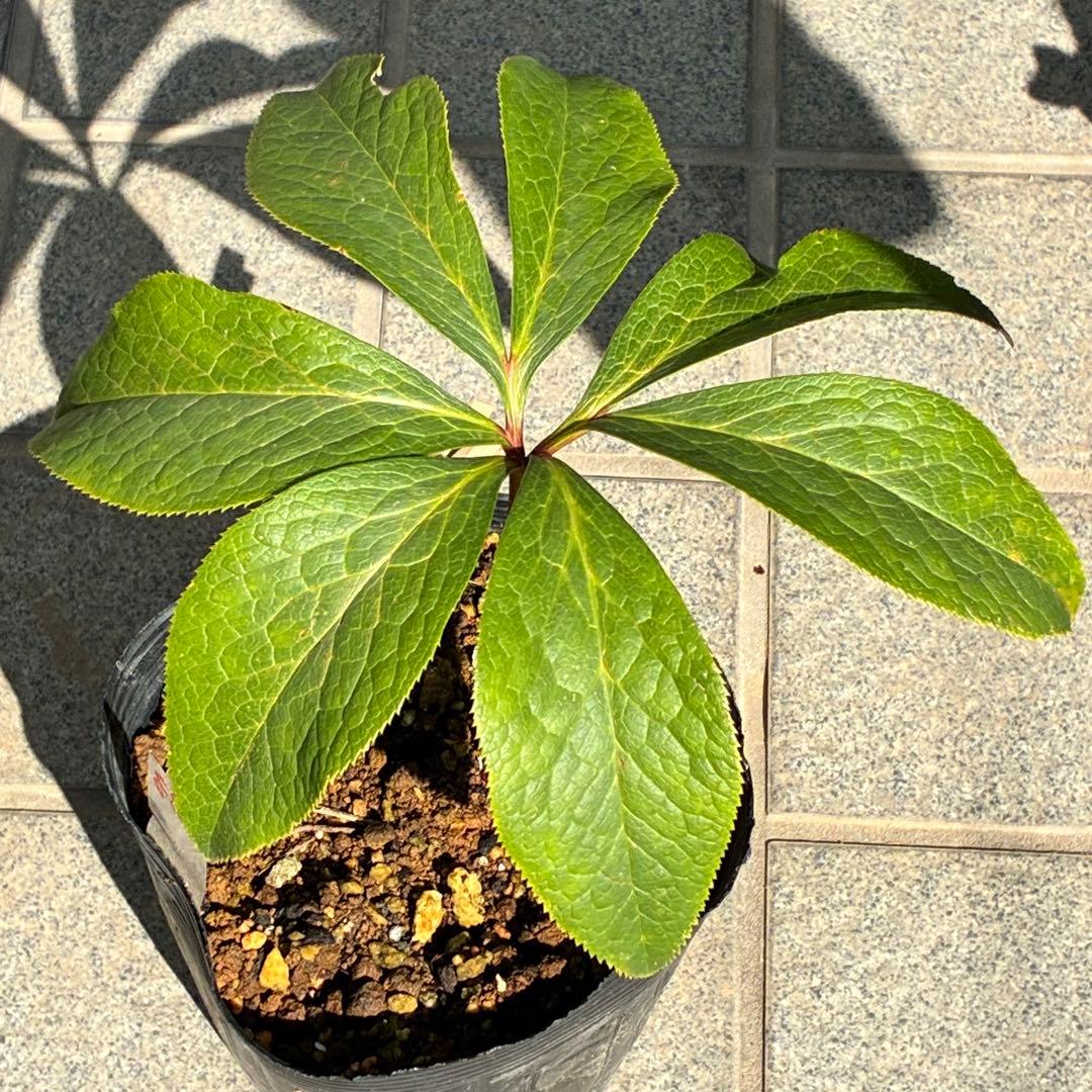 そ*♪様 ❤️プチプチ新芽❤️1283 【❤️極上❤️ソレイユ】クリスマスローズ