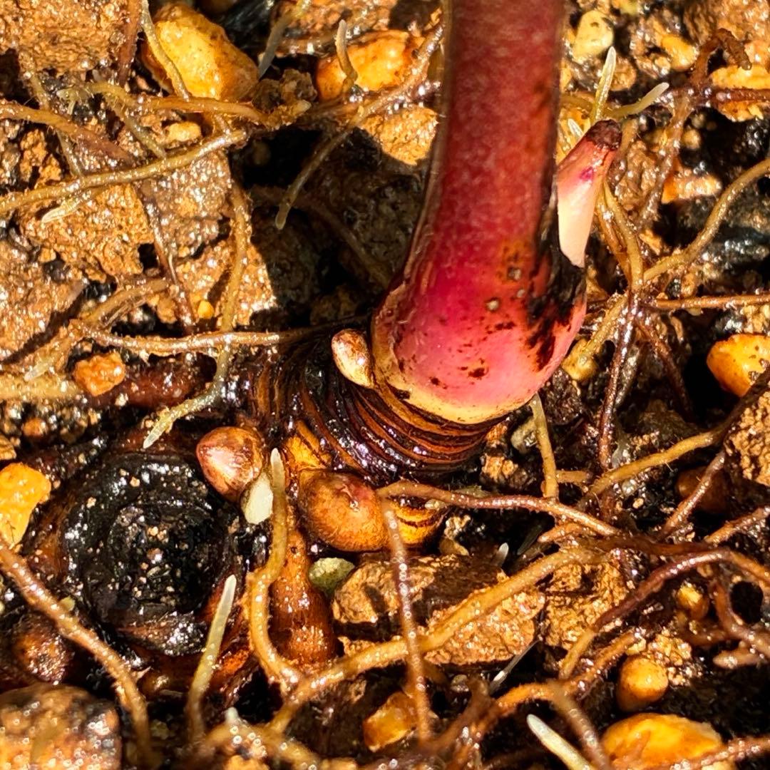 そ*♪様 ❤️プチプチ新芽❤️1283 【❤️極上❤️ソレイユ】クリスマスローズ