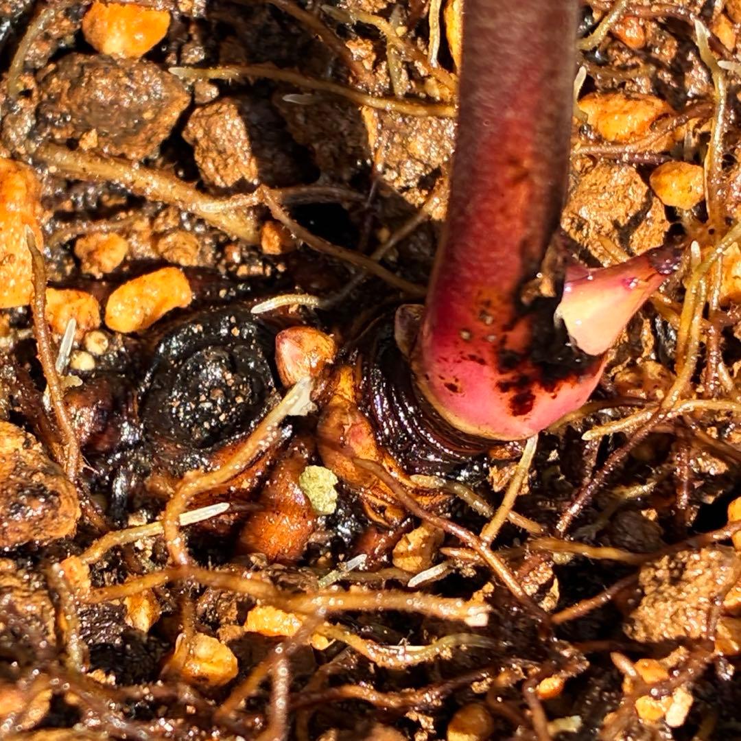 そ*♪様 ❤️プチプチ新芽❤️1283 【❤️極上❤️ソレイユ】クリスマスローズ