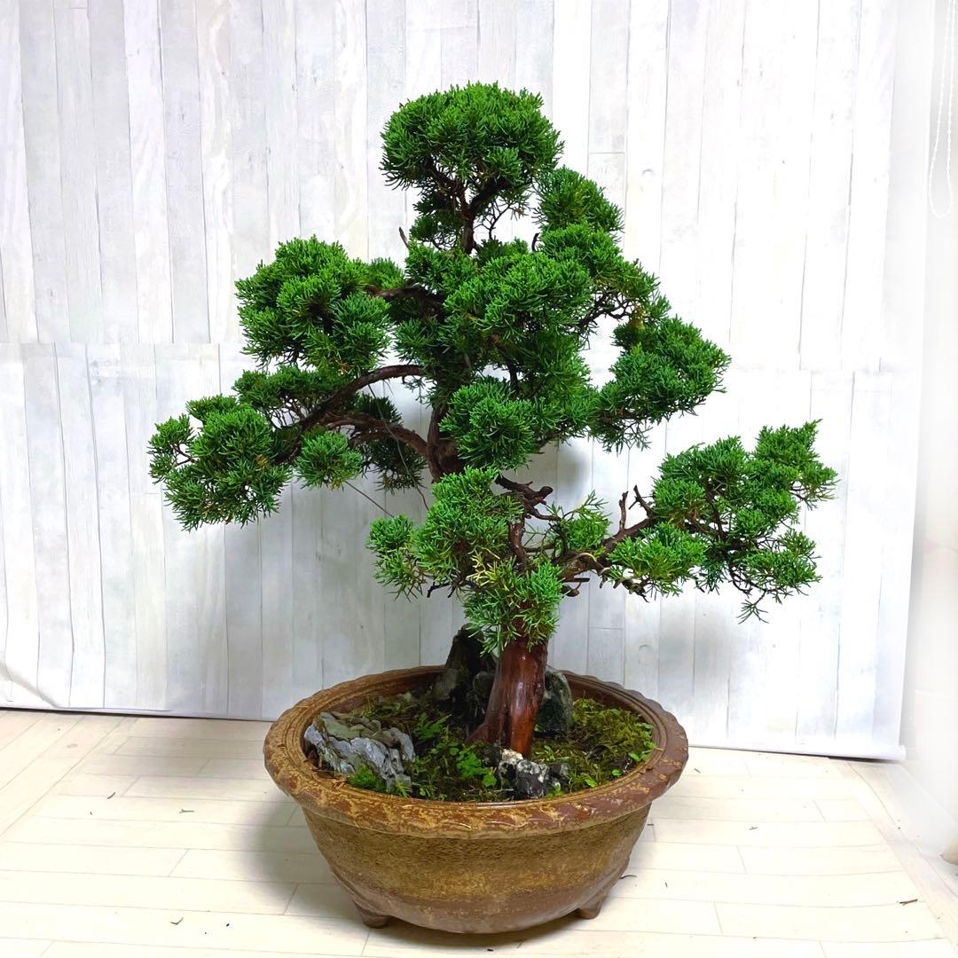 真柏『盆栽』