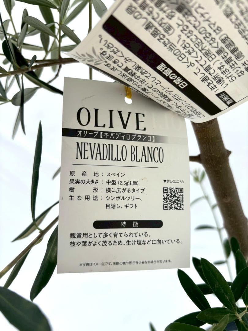 オリーブの木　ネバディロブランコ　7号　約110cm　NO.716　人気　現品