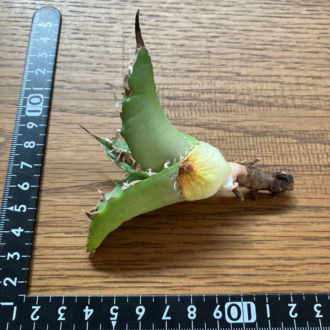 匿名配送【初売り】22 激レア　REZA産　イラン　アガベ　Griffin SP