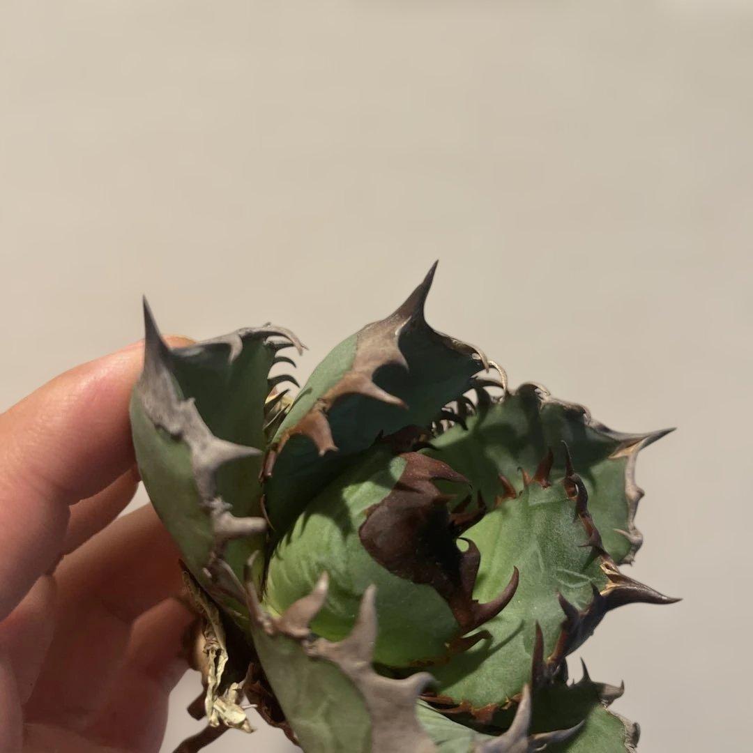 A076 アガベ オアハカワイルド血統 ノーネーム メルカリ便 東曜植