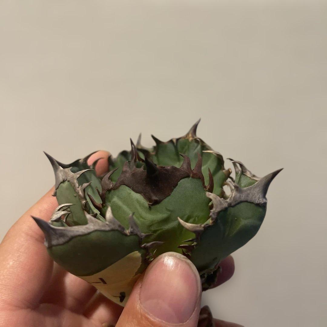 A076 アガベ オアハカワイルド血統 ノーネーム メルカリ便 東曜植