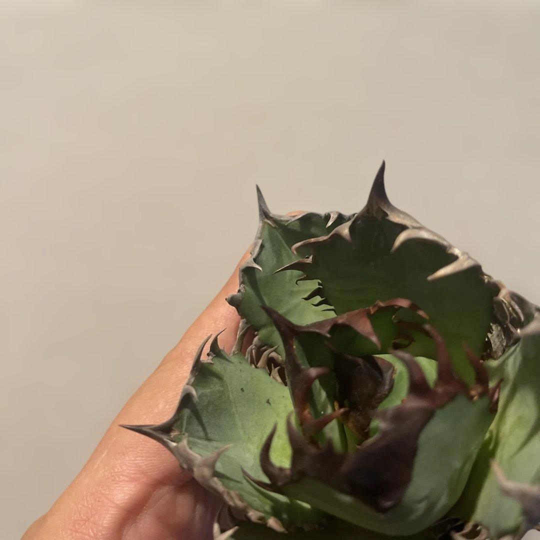 A076 アガベ オアハカワイルド血統 ノーネーム メルカリ便 東曜植