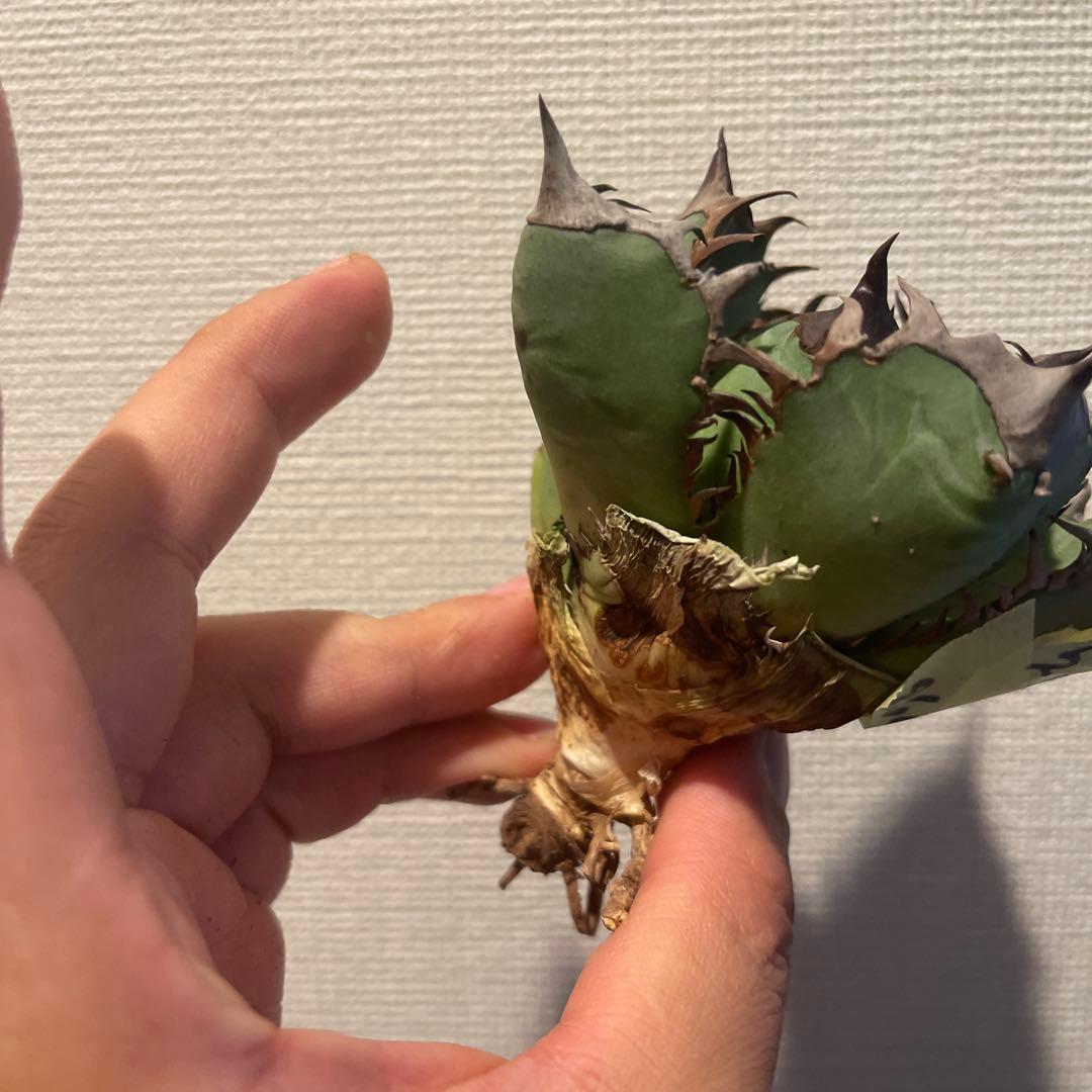 A076 アガベ オアハカワイルド血統 ノーネーム メルカリ便 東曜植