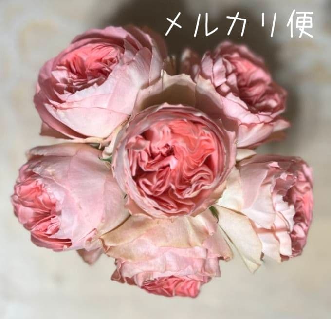 メイʕ•ᴥ•ʔさま　　バラ　苗 切り花品種