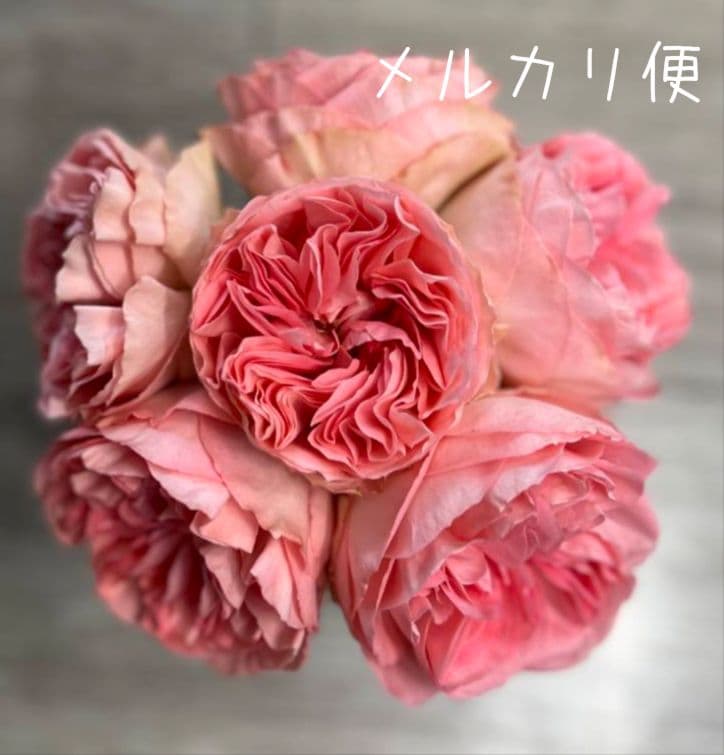 メイʕ•ᴥ•ʔさま　　バラ　苗 切り花品種